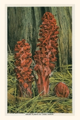 Vintage Journal Snow Plants, Lake Tahoe by Found Image Press