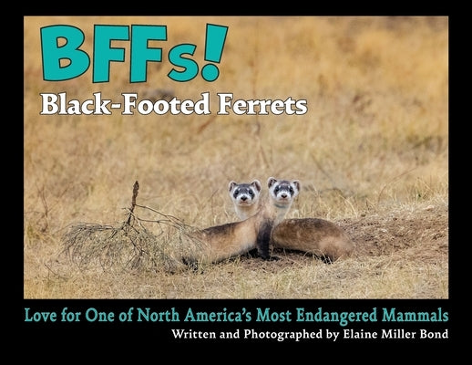 BFFs! Black-Footed Ferrets (Paperback): Love for One of North America's Most Endangered Mammals by Bond, Elaine Miller