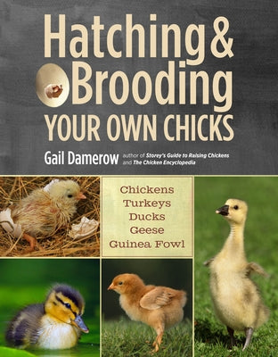 Hatching & Brooding Your Own Chicks: Chickens, Turkeys, Ducks, Geese, Guinea Fowl by Damerow, Gail