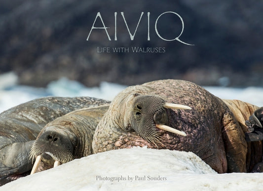 Aiviq: Life with Walruses by Souders, Paul