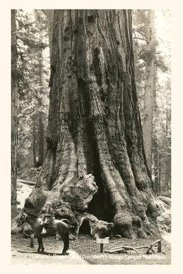 The Vintage Journal General Grant Sequoia, Kings Canyon National Park by Found Image Press